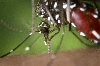 Aedes albopictus Aedes albopictus