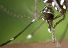 aedes4 aedes4