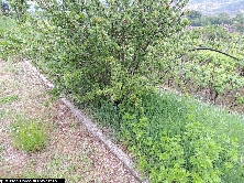 Ovitrappola per Aedes albopictus n.753