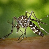 Zanzara tigre | Aedes albopictus