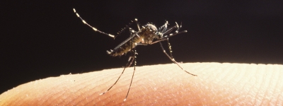 Aedes albopictus info