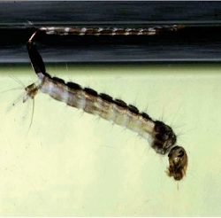 Aedes albopictus - larva