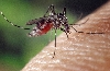 aedes aedes